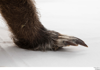 Nutria foot 0016.jpg